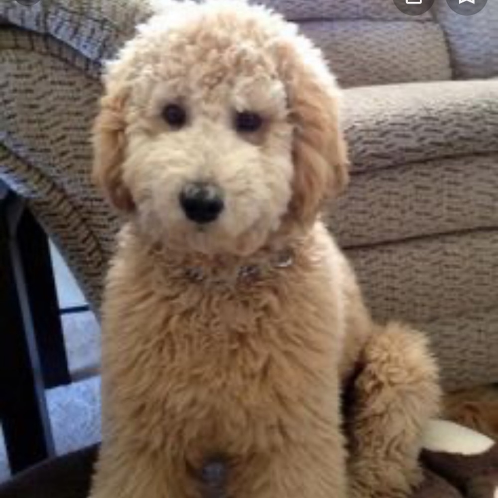 Meet your Posher, Becky